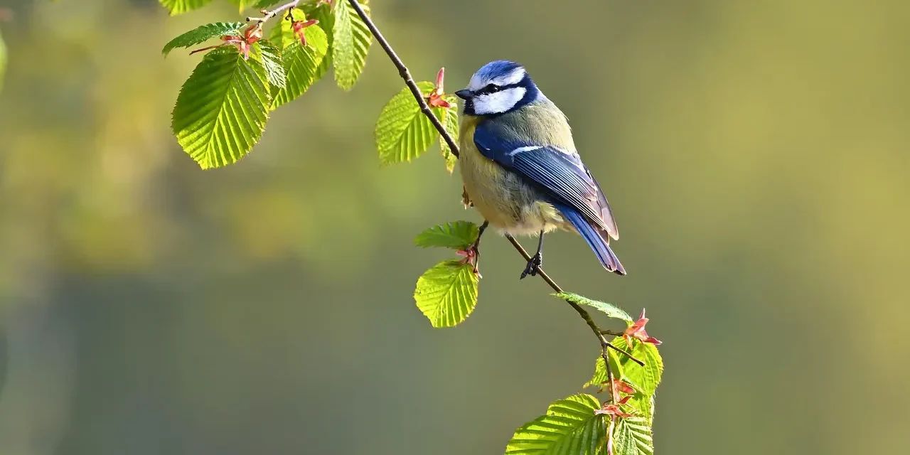 Nature I