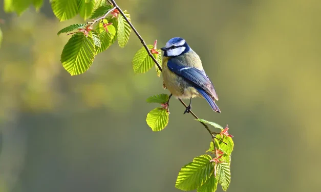 Nature I