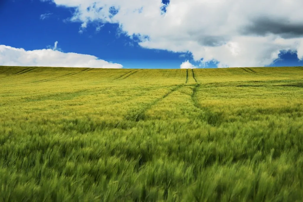 A peaceful nature scene reflecting the harmonious and effortless living described in Nature's Flow I