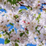 The Living Eternal World – Preface