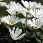 The Way to Become a Person in Heaven While Living – The Way to Heaven While Living