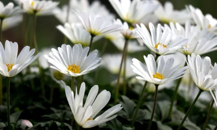 The Way to Become a Person in Heaven While Living – The Way to Heaven While Living